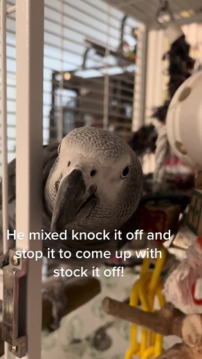 Parrotfreek on TikTok