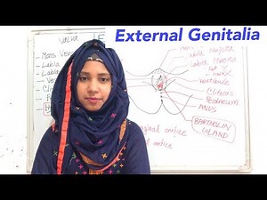 Female External Genitalia (Vulva) | Gynecology | Anatomy of the female pelvic organs