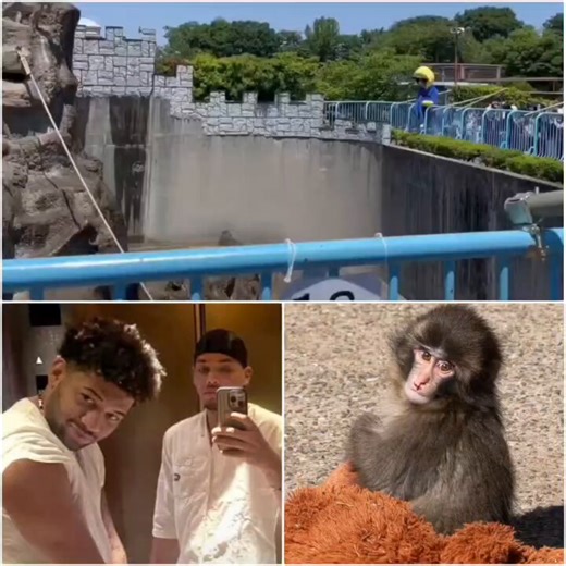 RT @AsianDawn4: 🇯🇵 Two Black-Americans were arrested in Japan on Sunday after a reckless stunt inside a zoo habitat housing Punch, a 9-mont…