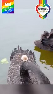 Rainbow Family on Reels