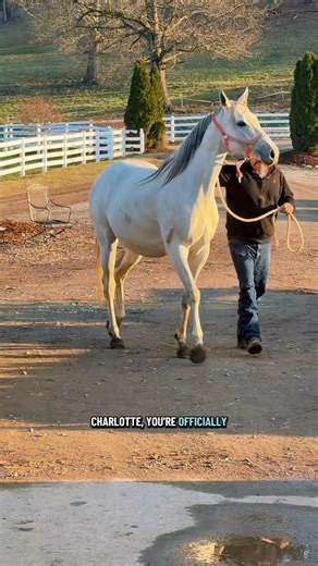 Charlotte is 354 days pregnant😅🐴 | Katie Van Slyke