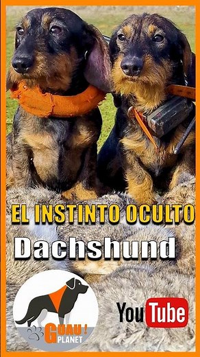 Dachshund miniatura #dachshund ·#minidachshund