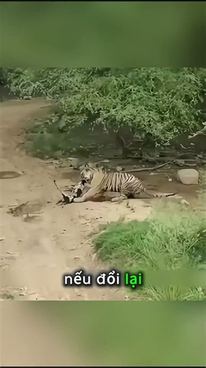 Chó Dám Khiêu Khích Hổ Và Cái Kết Đắng Lòng #thếgiớiđộngvật