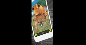 Download and run 150 Animal Sounds on PC & Mac (Emulator)