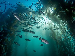 Kelp Forest Loss: What Does it Mean and Why Does it Matter? | National Marine Sanctuary Foundation