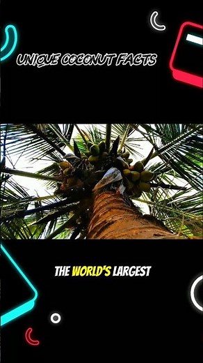 Tree of Life:3 Amazing Facts About Coconuts!
