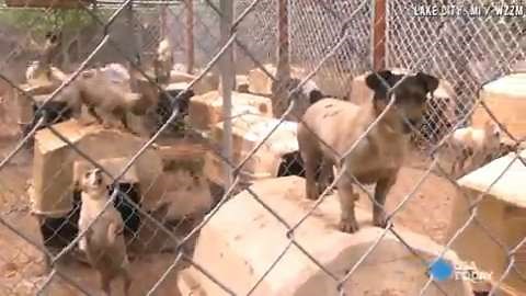 150 muddy dogs rescued from alleged puppy mill