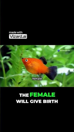 This Fish Has 40 Babies in 28 Days 😱 (Platy Fish Breeding Explained)