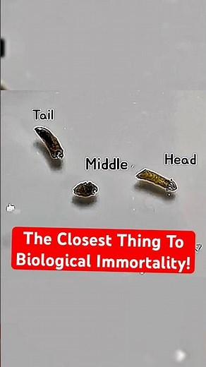 This Creature Regenerates From Every Single Piece