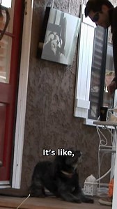 35K views · 139 reactions | Dog Bites Owner's Dates! #itsmeorthedog #reels | Me Or The Dog | Facebook