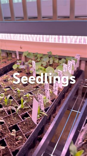 Seedling Update Zone 6