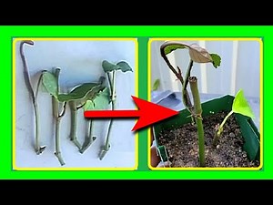 How to Propagate Black Peppers from Cuttings Easily at Home | Peppercorn Plant Propagation
