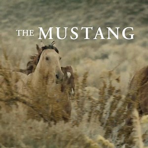 Don't miss the unbreakable bond between horse and man. The Mustang is coming to select theaters. | The Mustang Movie