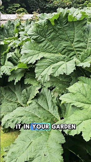 Magnificent Gunnera Manicata- Banned in the UK
