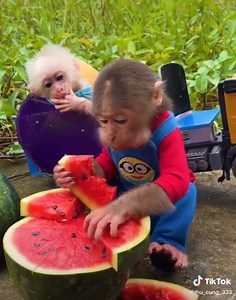 Baby Monkey Bu Bu Enjoying Ripe Watermelon Harvest with Su | Funny Monkey Videos