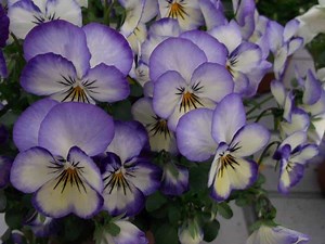 Why Are My Violas Dying? (And How To Fix This)