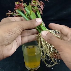 1.7M views · 20K reactions | How to Grow Rose Tree from Cutting In A Water (New Techniques) | Tamanna Garden | Facebook