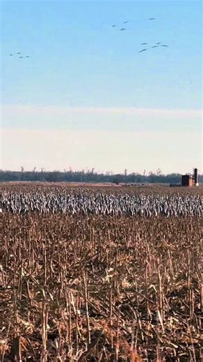 #tiktokshop #cranewreckers #Sandhillcrane #oklahoma