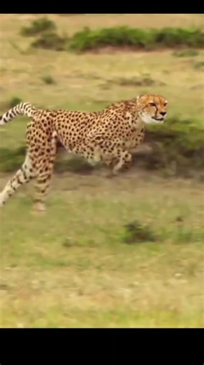 1.4M views · 25K reactions | FUN FACT:  A leopard can sprint up to...
