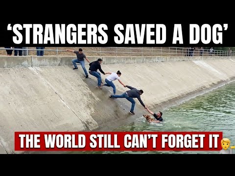 Human Chain Saves Dog | Almaty 2016