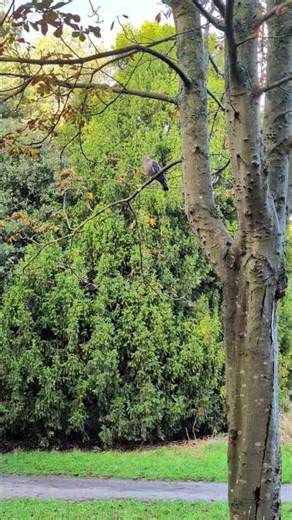 🎵🎶Signs of autumn. #nature #birds #wildlife