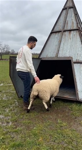 Magic machine that turns sheep into lambs #homesheephome #sheep #homesheephome #farming #sheepfarmin