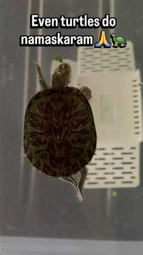 Red Eared Slider Turtle Doing Namaskaram 🙏🐢 | Calm Pose