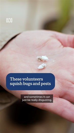 20K views · 96 reactions | 聯羅 What's a 'squishy' volunteer?  Volunteers at the Royal Botanical Gardens squish unwanted bugs in its many greenhouses to give plants a better chance to thrive and eventually go on display.  via ABC Canberra by Lish Fejer + Don Sheil #abcnewsact #Canberra | ABC Canberra | Facebook