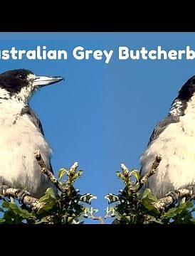 Grey Butcherbird Call | Song | Sound (cracticus torquatus)