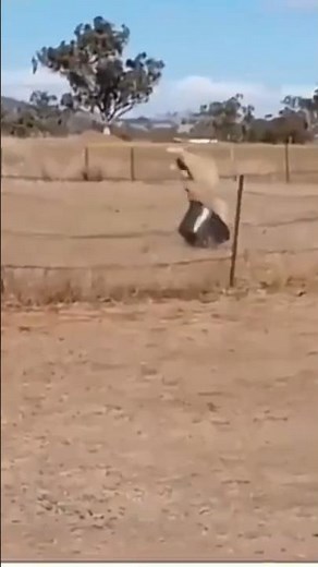 Try Not to Laugh! Crazy Sheep vs Bucket