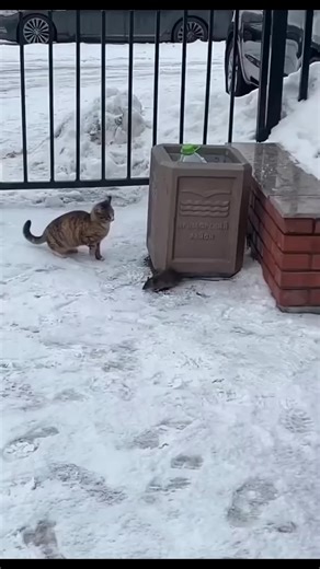 #funny #cat #viral | cat