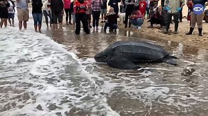 Giant leatherback turtle released back into the sea