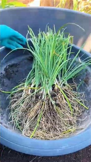 Why Root Pruning Is Important for Potted Plants | Boost Plant Growth 🌱🪴
