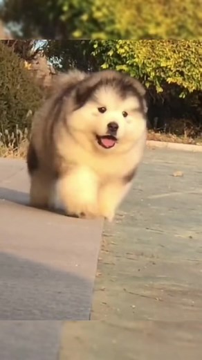 #dog #dogsoftiktok #cute #pet #foryou