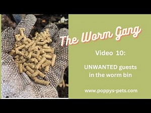 Video 10: Product to Get Rid of White Pot Worms, Fruit Flies & Pests