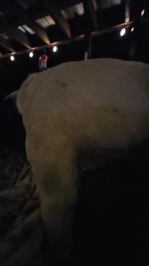 SimplyCady (@simplycady)’s videos with original sound - SimplyCady