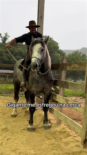 Potro percheron #cavalo #percheron