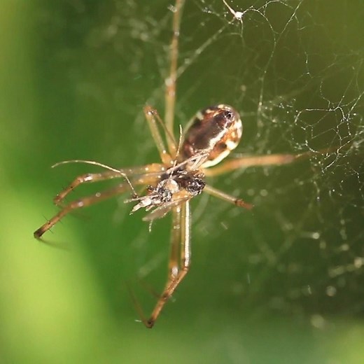 50K views · 291 reactions | 廬Scorpions vs. ️spiders: Which one creeps you out the most? The monsoon doesn't just mean rain, it also brings out the bugs! The insect elimination experts from Preventive Pest Control - Arizona say THESE are the home invaders you have to watch out for! #abc15sponsor | ABC15 Arizona | Facebook