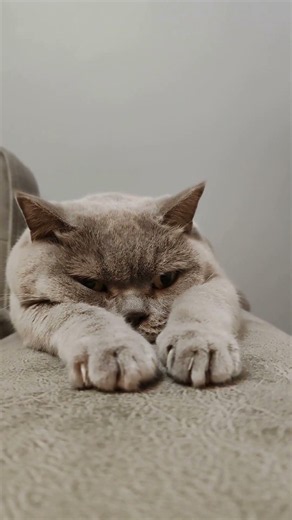 5 Secret Cat Behaviors