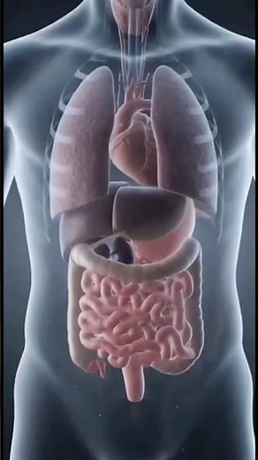 How the Kidneys Work in 12 Seconds | Fast & Clear Anatomy Breakdown