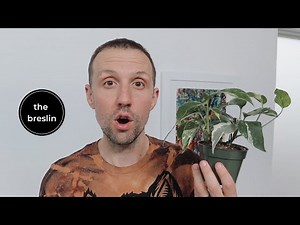 i found a strangely affordable rare plant, the Epipremnum Pinnatum Albo