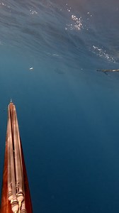 690K views · 4.6K reactions | Mahi can't resist the Throw Flasher! Get 10% off storewide with code 'EJC' at throwflashers.com.au — unless you don’t want to shoot more fish  | EJC Adventures | Facebook