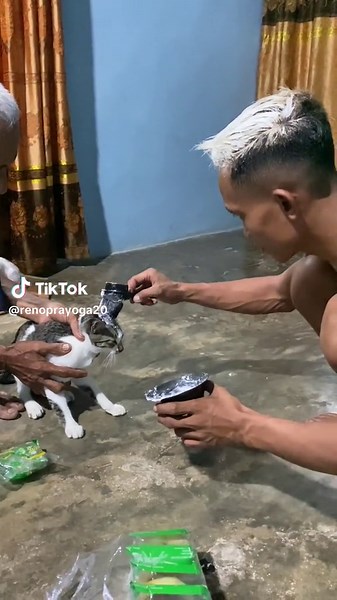 Grooming Tips for Your Domestic Cat