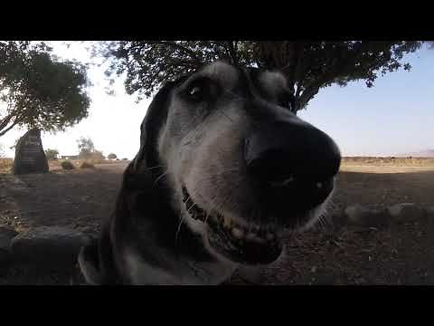 Dog Licks Camera Screen