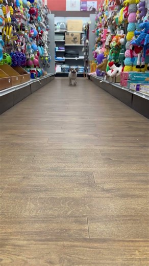 The Beabull… running into our hearts! 🐶 #petland #puppies #running