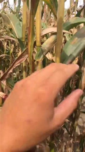 Making a living growing Red popcorn at Spoor Farms 😁🍿 #thepo... #farmtok | The Popcornfarmer