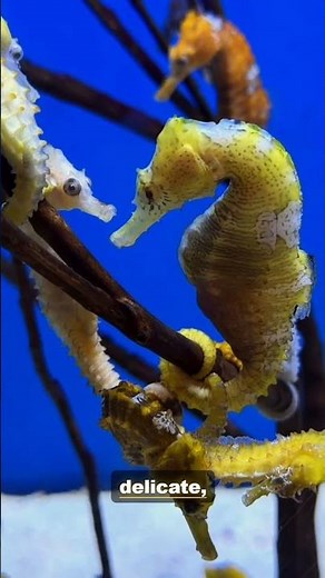 The Seahorse: Anchored to Plants | 4K Wildlife