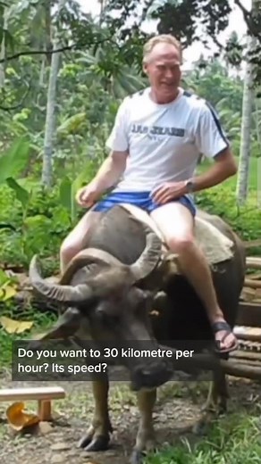 How to ride a carabao (water buffalo). It's more fun in the Philippines. 😁🤣😂😁 #carolsmart127 #howtoride #itsmorefuninthephilippines #funnyvideos #viralreels #viralvideo #Carabao | Carol Inocencio Smart