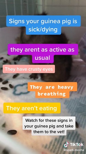 ⚡️spark⚡️& ☕️mocha☕️ on TikTok