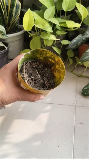 #shorts #shortsfeed #indoorplants #plants #planting #plantcare #gardening